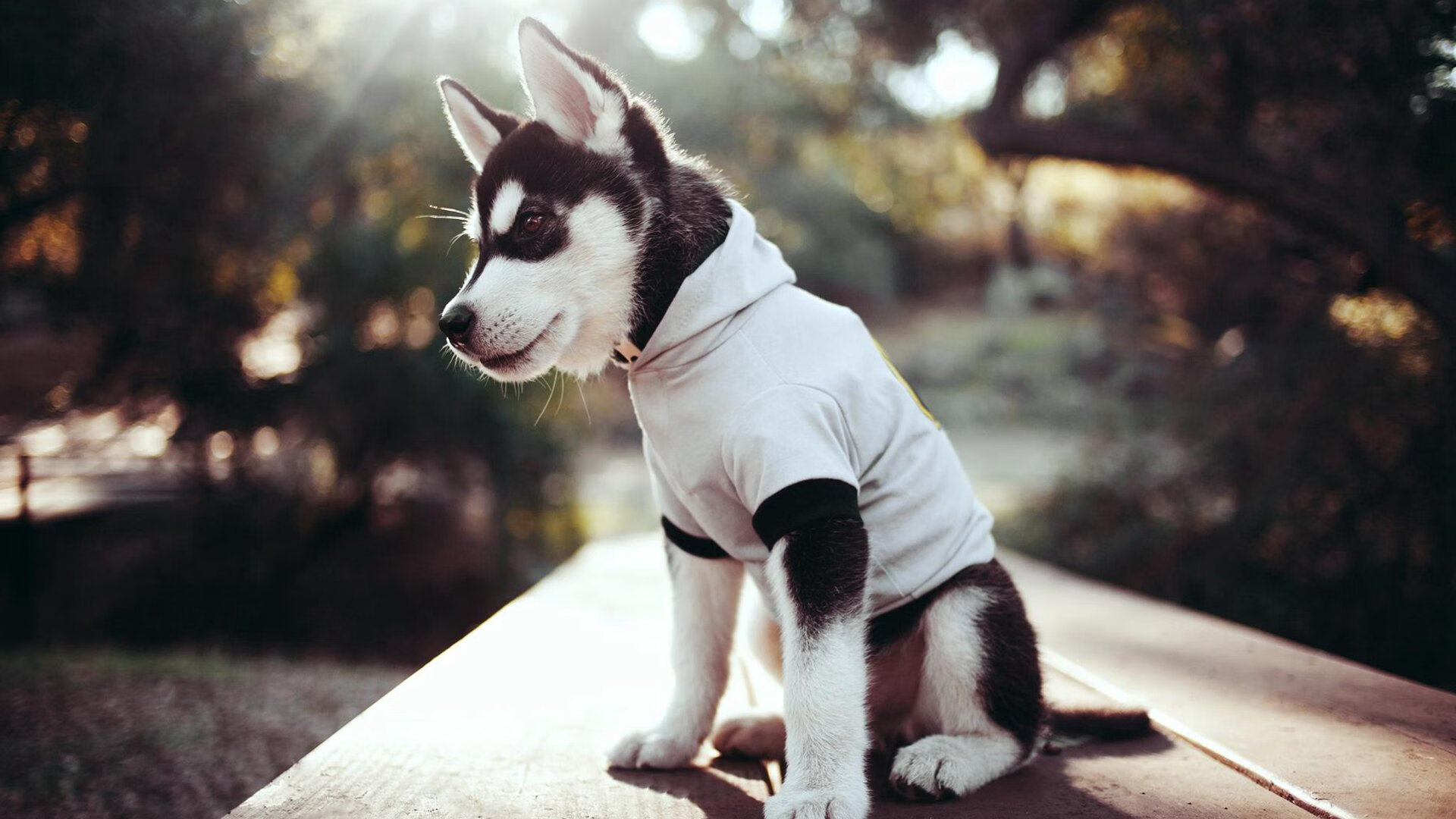 九游下载中心-世俱杯决赛：拜仁力争续写历史，世俱杯 拜仁夺冠视频