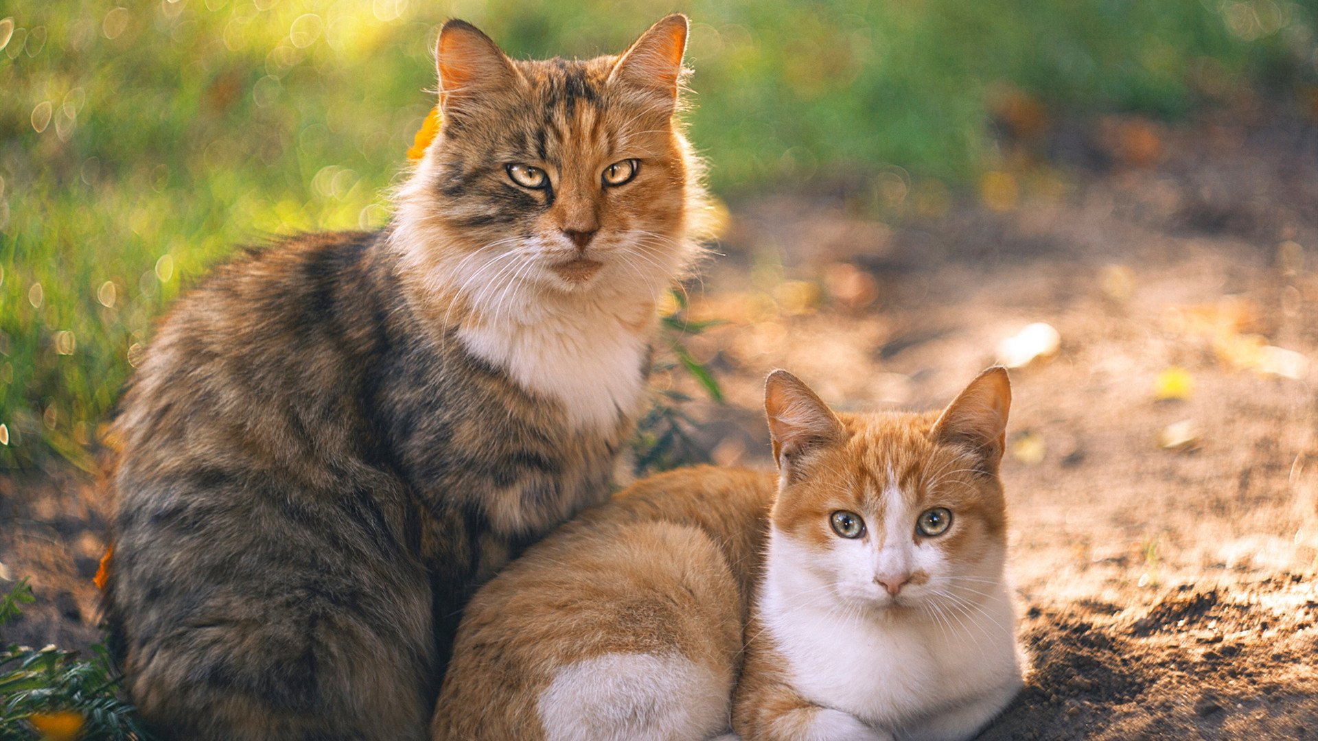 九游网-世界青少年自行车壁球锦标赛盛大开启，世界自行车比赛视频