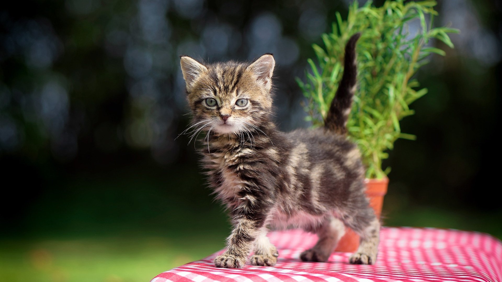 九游网页版官网-体育教学数字化资源开发现状与未来趋势，体育教学数字化资源开发现状与未来趋势论文