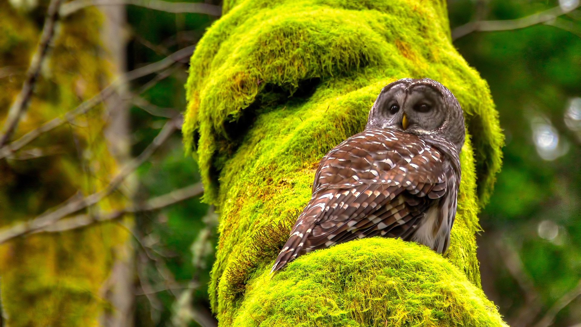 九游网页版入口-篮球运动员心理韧性培养及心理干预体系，篮球运动员的心理训练