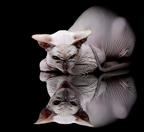 九游网页版入口-篮球运动员心理韧性培养及心理干预体系，篮球运动员的心理训练