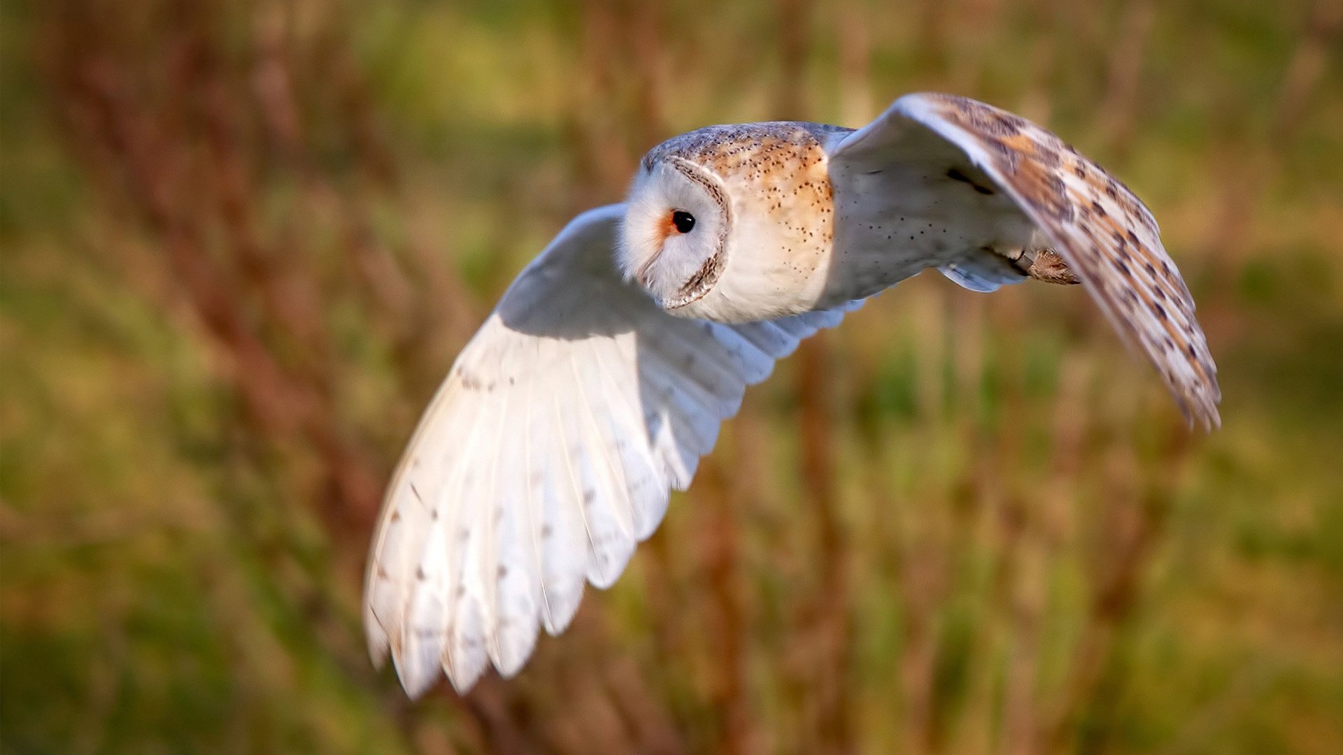 JIUYOU GAMING-英超赛季中途战术革命对晋级与降级概率影响，英超战术室