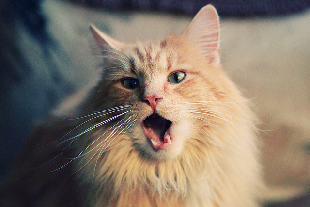 九游app下载中心-体育新闻中心协办体育赛事智能数据分析论坛，体育新闻赛况  第3张