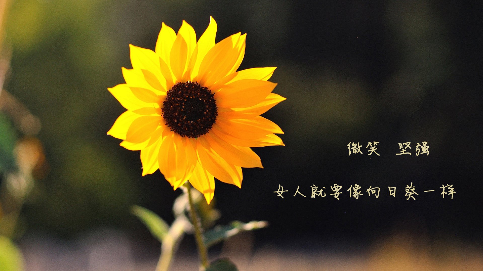 九游官网主页-德甲快速反击：一瞬间撕开防线，德甲规则