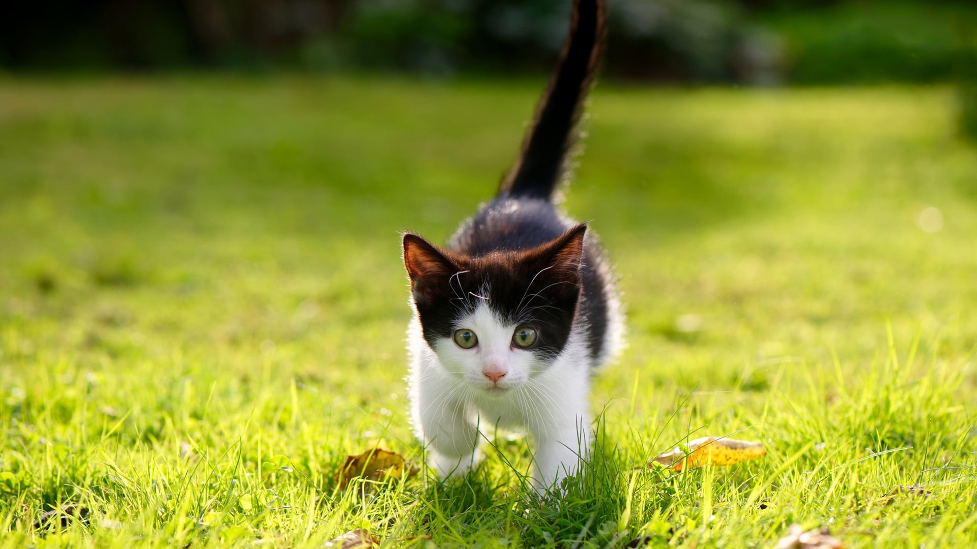 九游下载官网-阿伦·斯密斯：全黑队进攻发动机，精准传球铸就球队胜利，阿伦-内史密斯