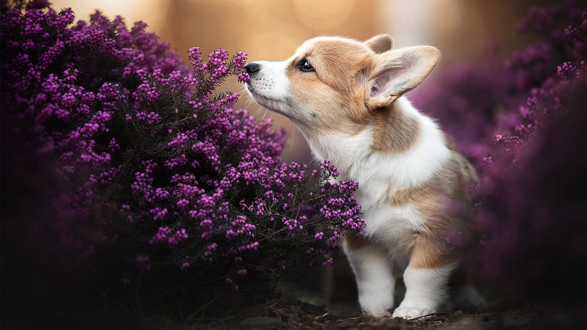 JIU YOU GAME-中国足球联赛媒体传播方式的多样化探索，足球权威媒体