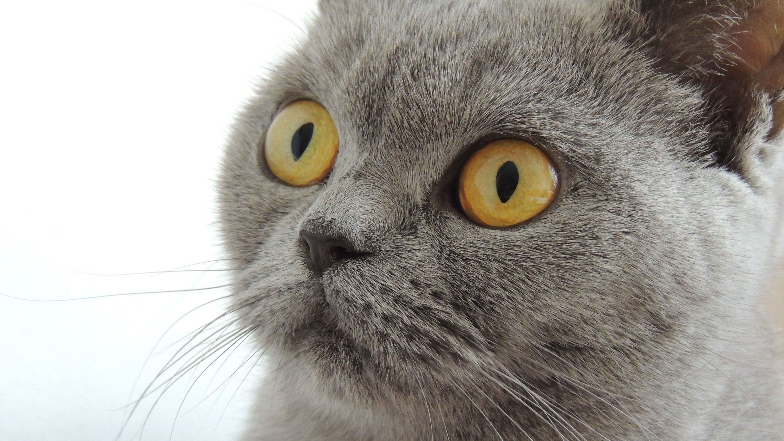 切尔西高层不满马雷斯卡，换帅风暴一触即发，新帅备受瞩目，切尔西选帅